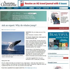 Why do whales jump? Australian Geographic