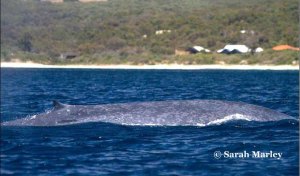 Blue whale in Eagle Bay, WA (Photo: Sarah Marley)