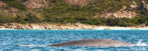 Pygmy blue whale migrating south through Geographe Bay