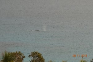 Blow!  Pygmy blue whale sighted off Pt Picquet