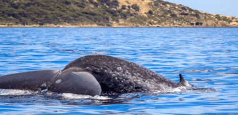 Pygmy blue whale fluking up near Cape Naturaliste (Photo: Chris Burton)