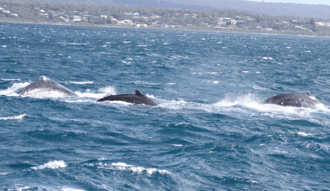 Screen Shot 2017-07-23 at 1.21.35 pm